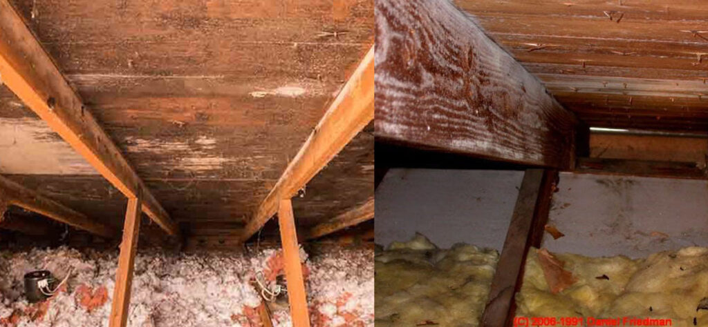 mould fungal